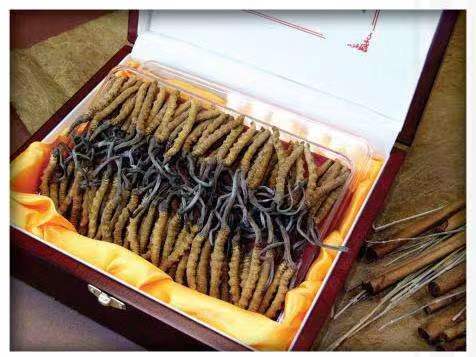 荔城冬虫夏草回收